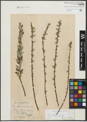 Foto von Salix repens subsp. incubacea (L.) A. Neumann